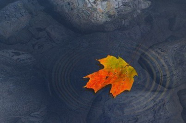 leaf floating on water